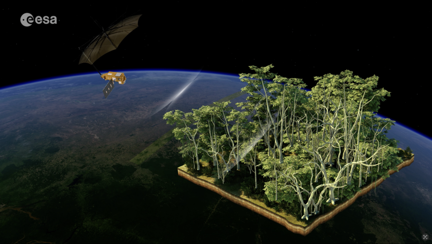 Lifting the canopy on Earth’s forests