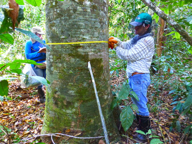 A new space age for forests – but groundwork still matters