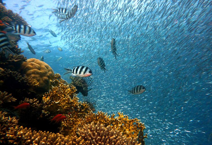 High-resolution mapping reveals ocean carbon sink detail